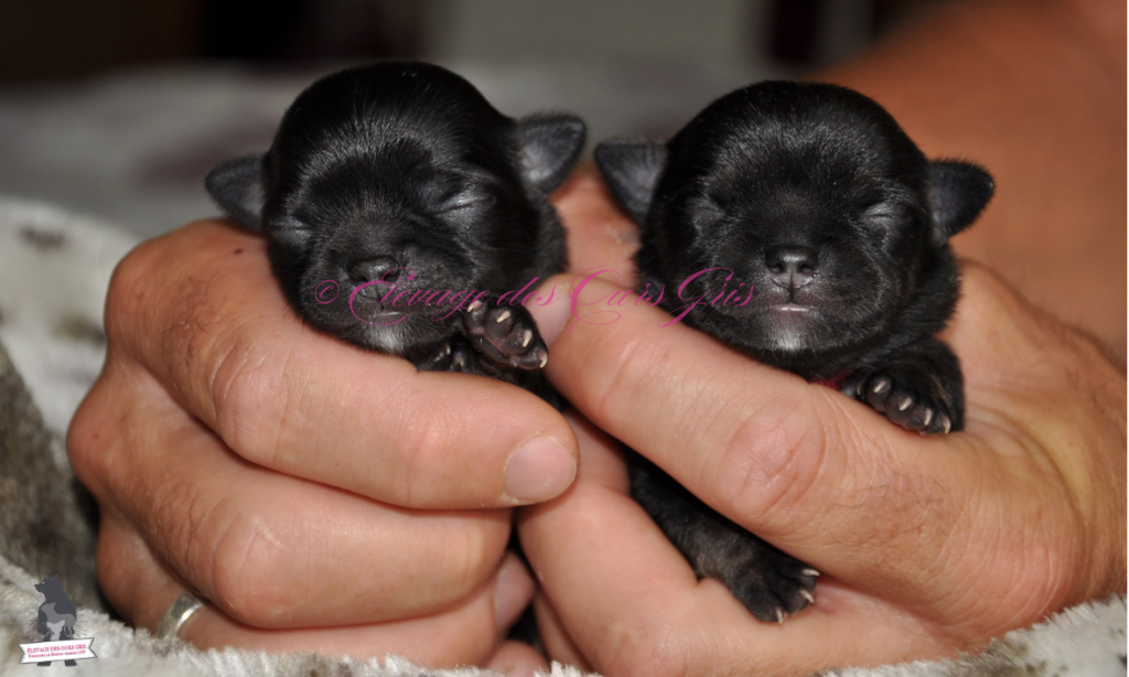 elevage
chihuahua
boston terrier
auvergne
rhone alpes
haute savoie
suisse
geneve
ours gris