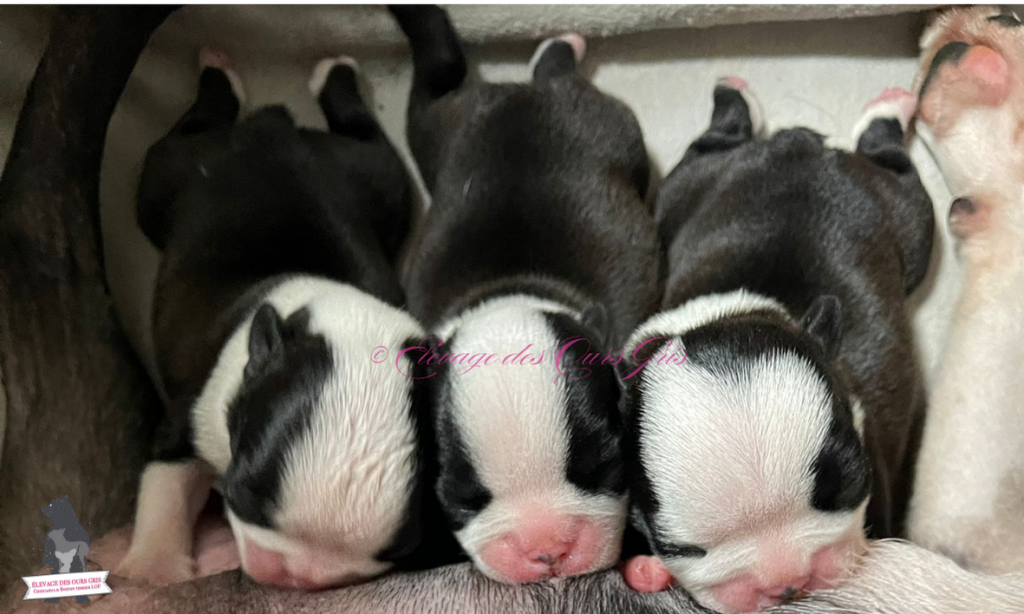 elevage
chihuahua
boston terrier
auvergne
rhone alpes
haute savoie
suisse
geneve
ours gris