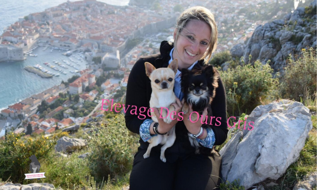 elevage
chihuahua
boston terrier
auvergne
rhone alpes
haute savoie
suisse
geneve
ours gris