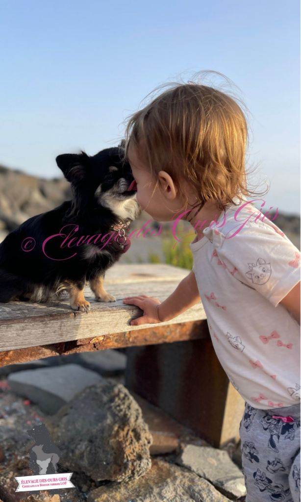 elevage ours gris
boston terrier
chihuahua
france
auvergne
suisse
geneve
haute savoie