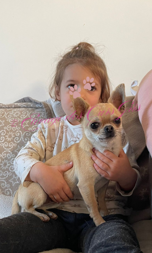 elevage
chihuahua
boston terrier
auvergne
rhone alpes
haute savoie
suisse
geneve
ours gris