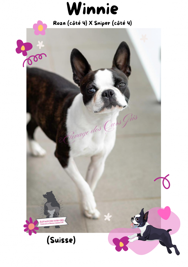 elevage
chihuahua
boston terrier
auvergne
rhone alpes
haute savoie
suisse
geneve
ours gris